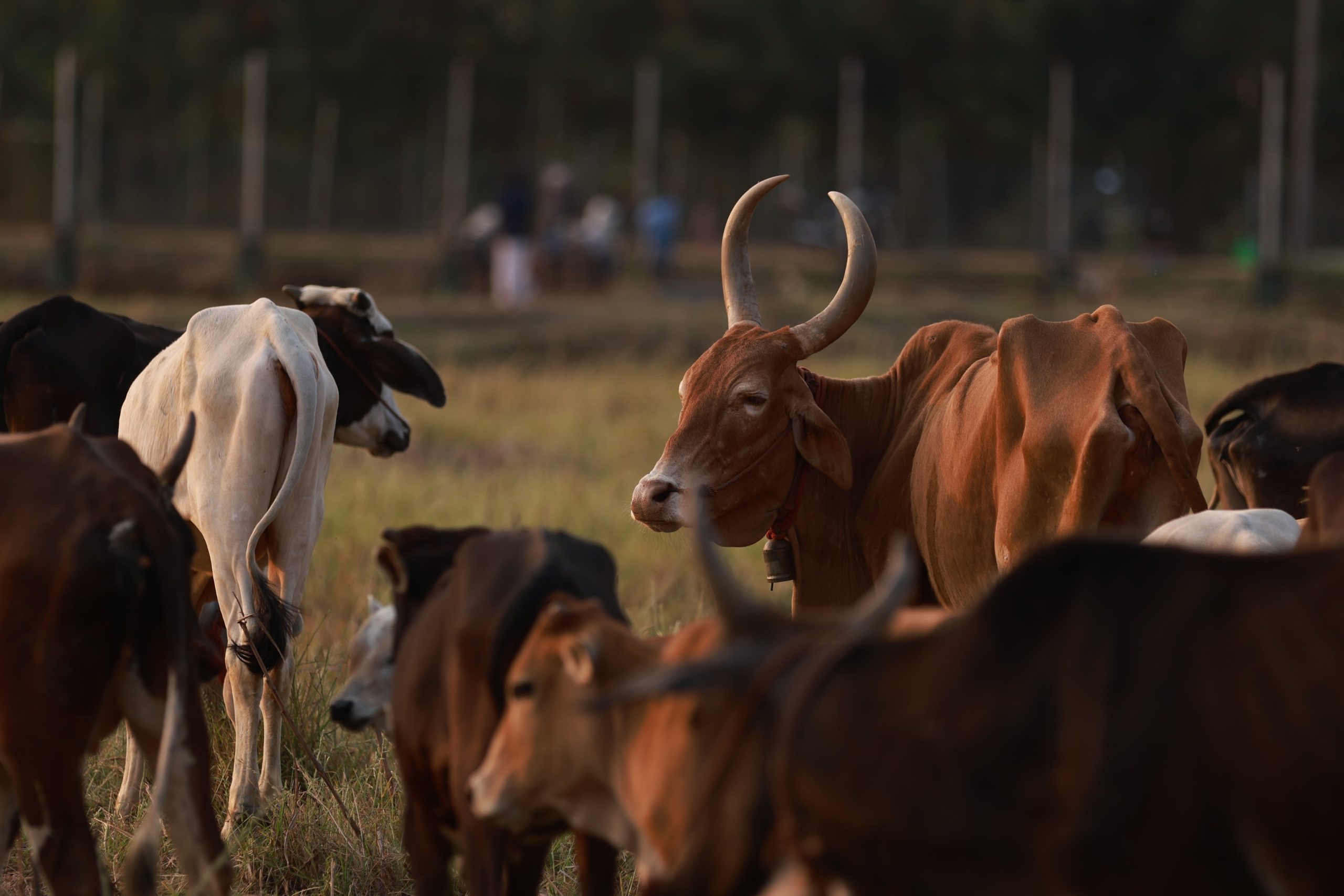 Donate Rs 3000 To Adopt A Cow In September Month Anudinam Goshala