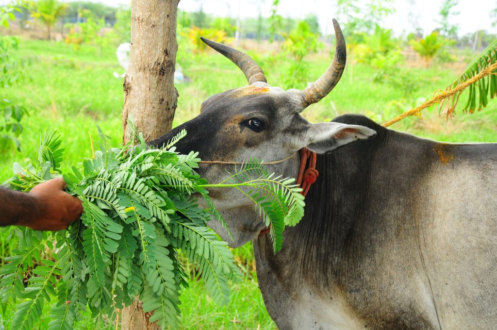Donate Rs.300 To Feed The Cows - Anudinam Goshala