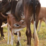 Why to protect Indian native cows