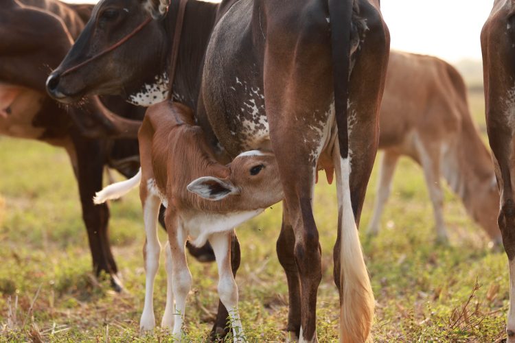 Why to protect Indian native cows
