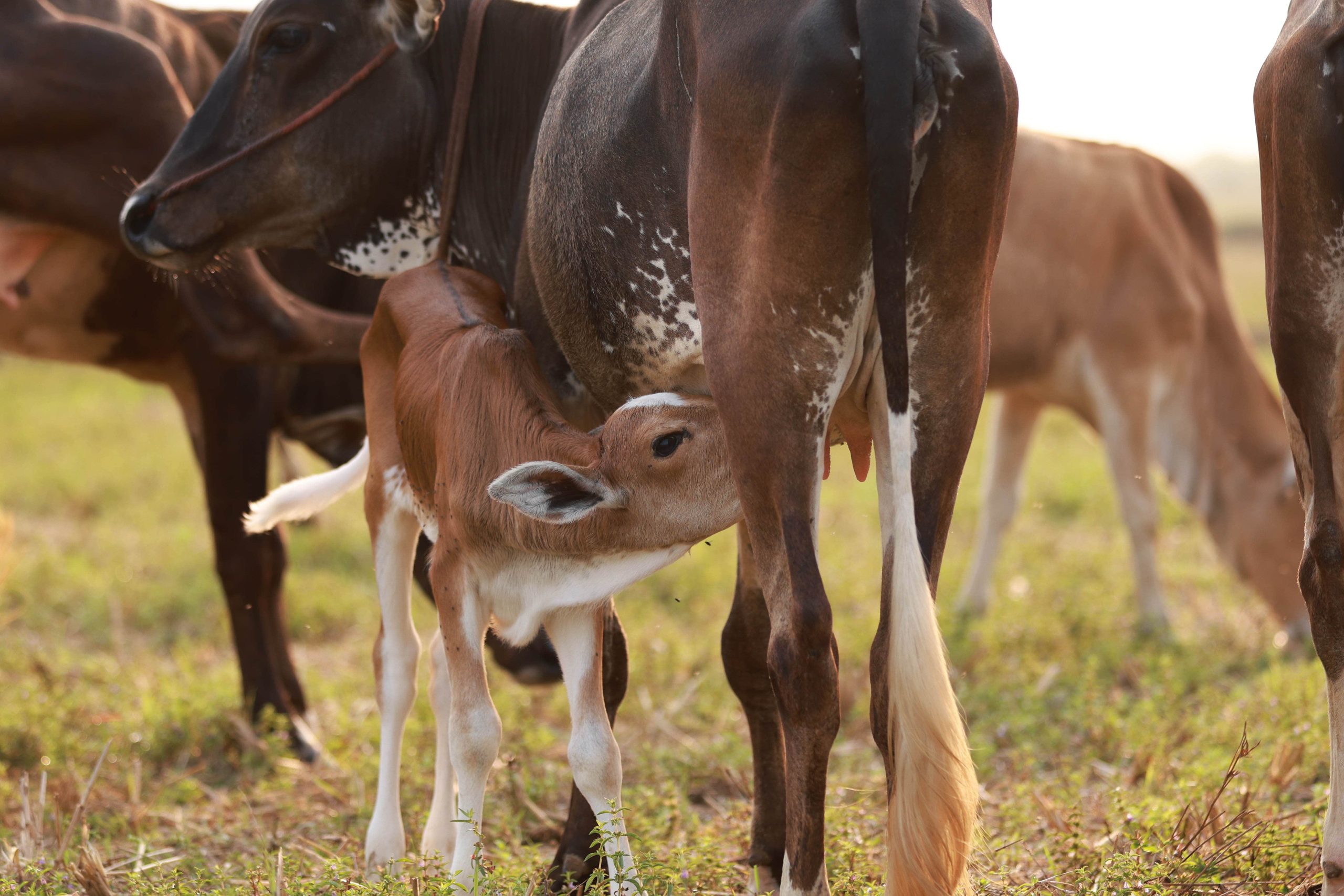 Why Native Breed Cows?