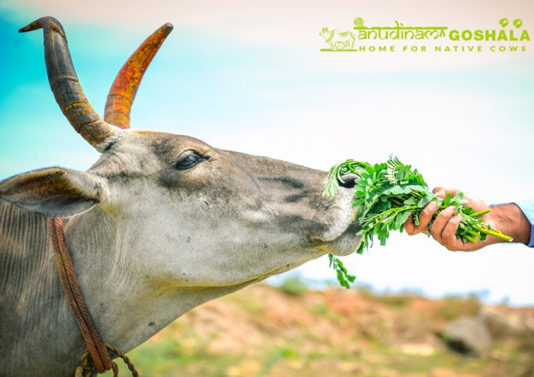 Feed Cows on Mahalaya Paksha