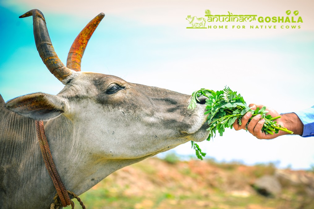 Feed Cows on Mahalaya Paksha
